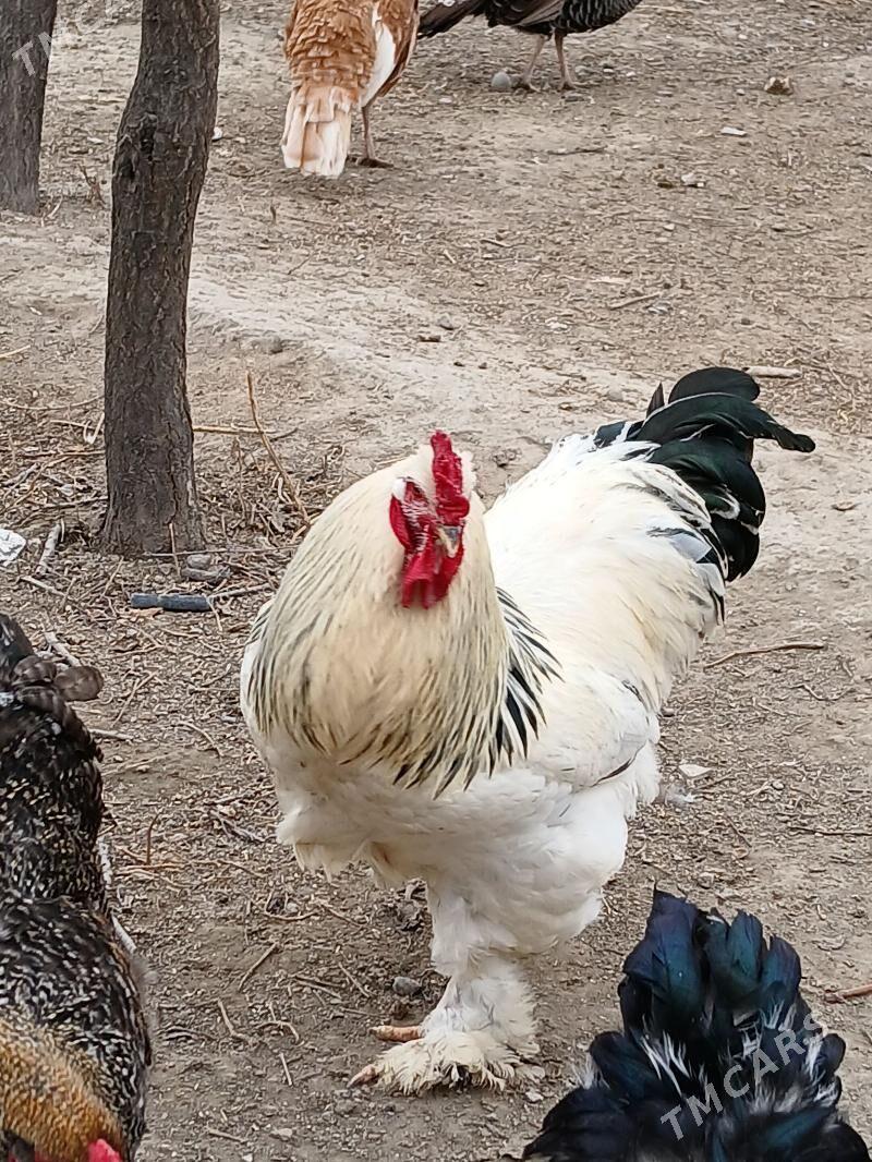 horaz - Гёкдже - img 1