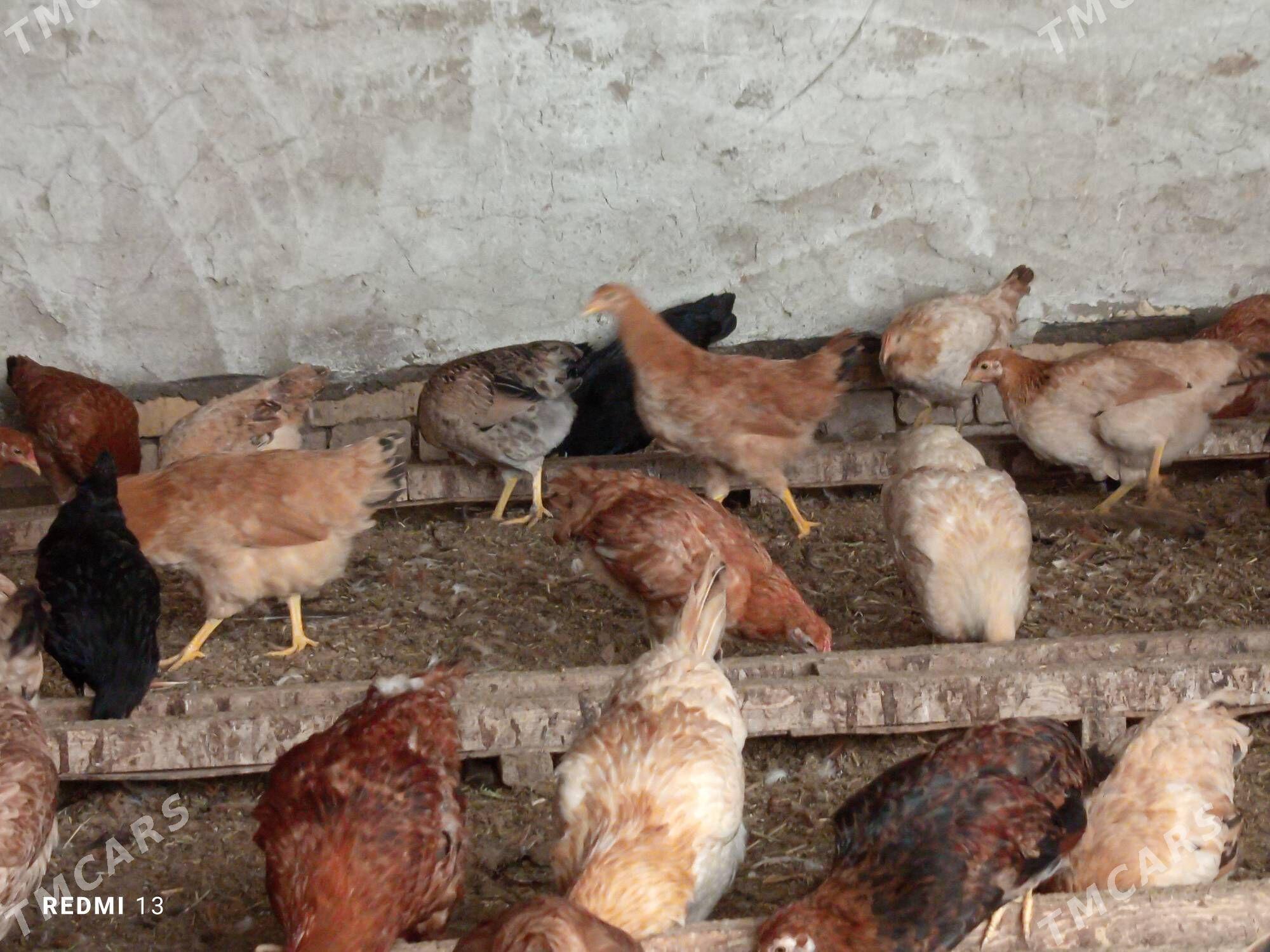 towuk - Ёлётен - img 1