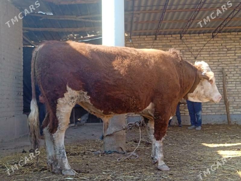 höwür öküz - Сакар - img 1