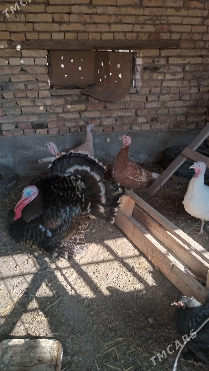 owgan induk - Çärjew - img 1