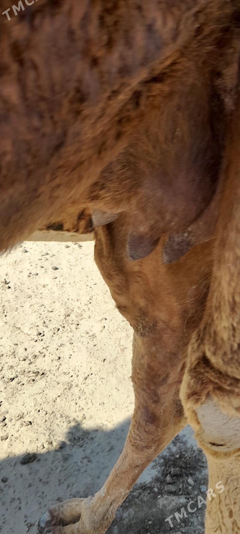 köşekli duýe - Эсенгулы - img 1