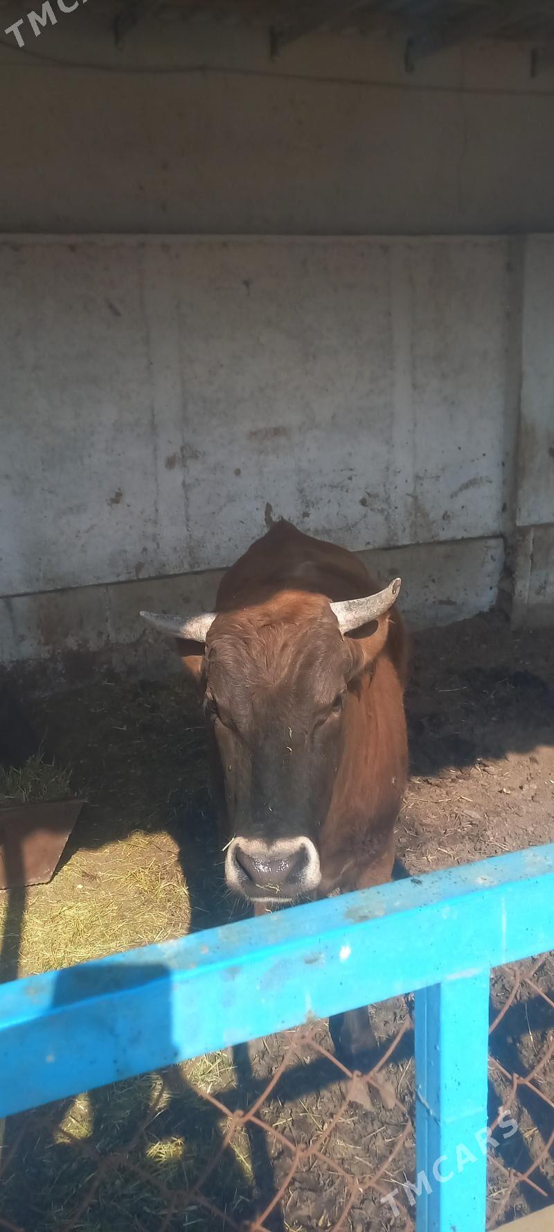 okuz 5 ay gowrak bakyda duran - Теджен - img 1