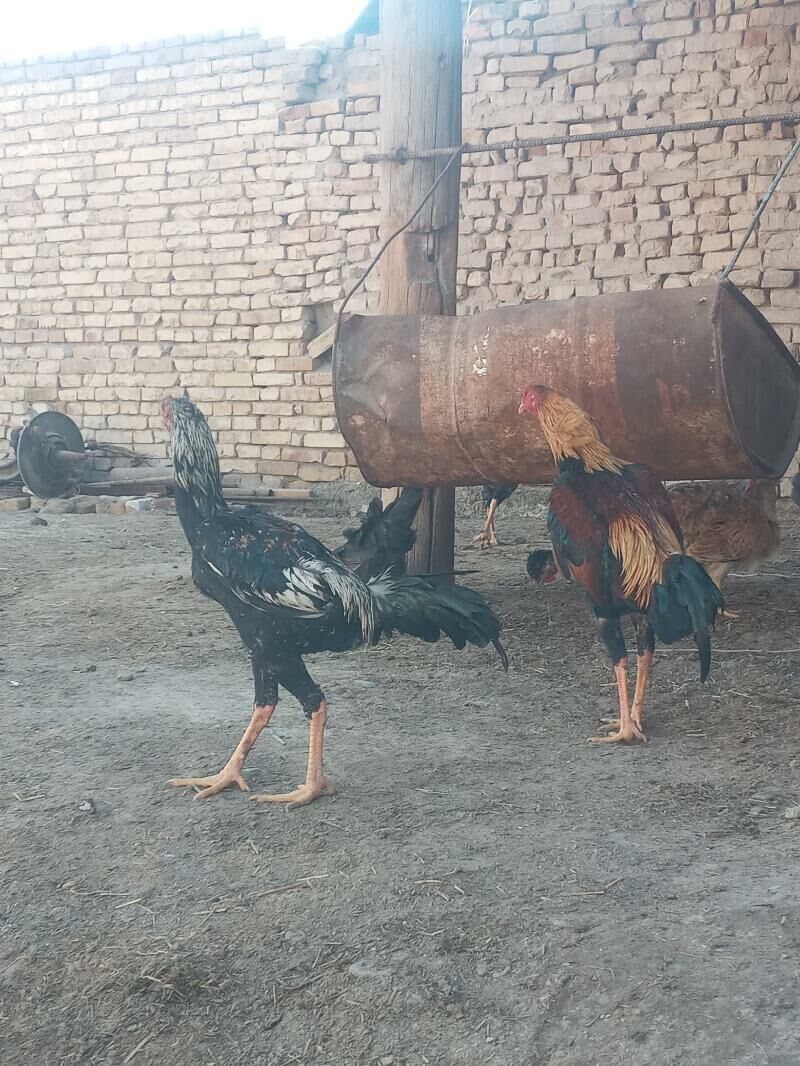 bayes horaz juje - Туркменабат - img 1