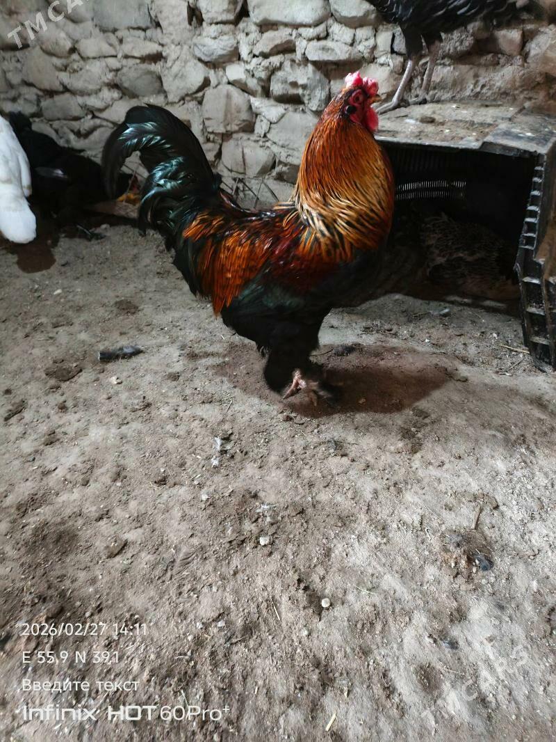 Horaz - Gyzylarbat - img 1