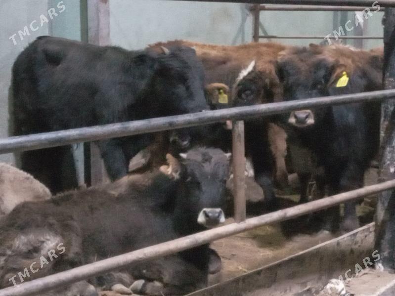 arzan 9.okiz - Büzmeýin - img 1