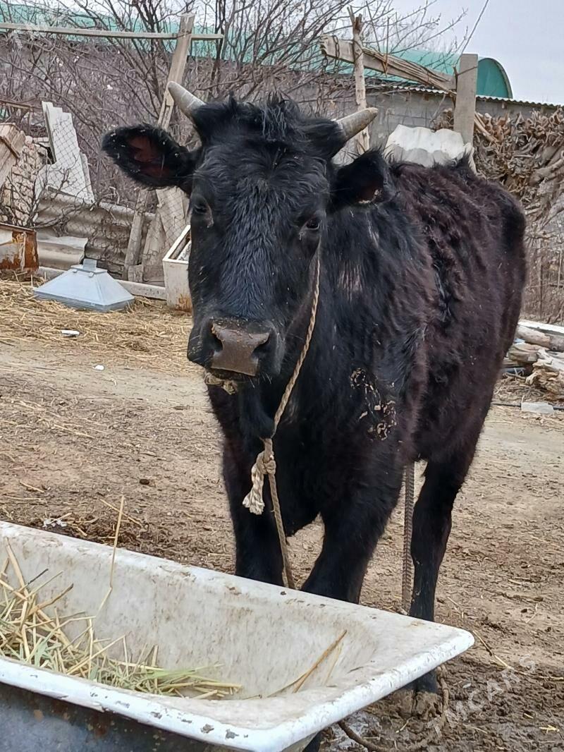 okuz - Gökje - img 1