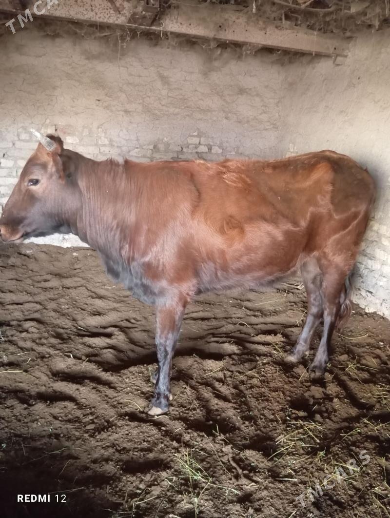 Gulajyn - Мары - img 1