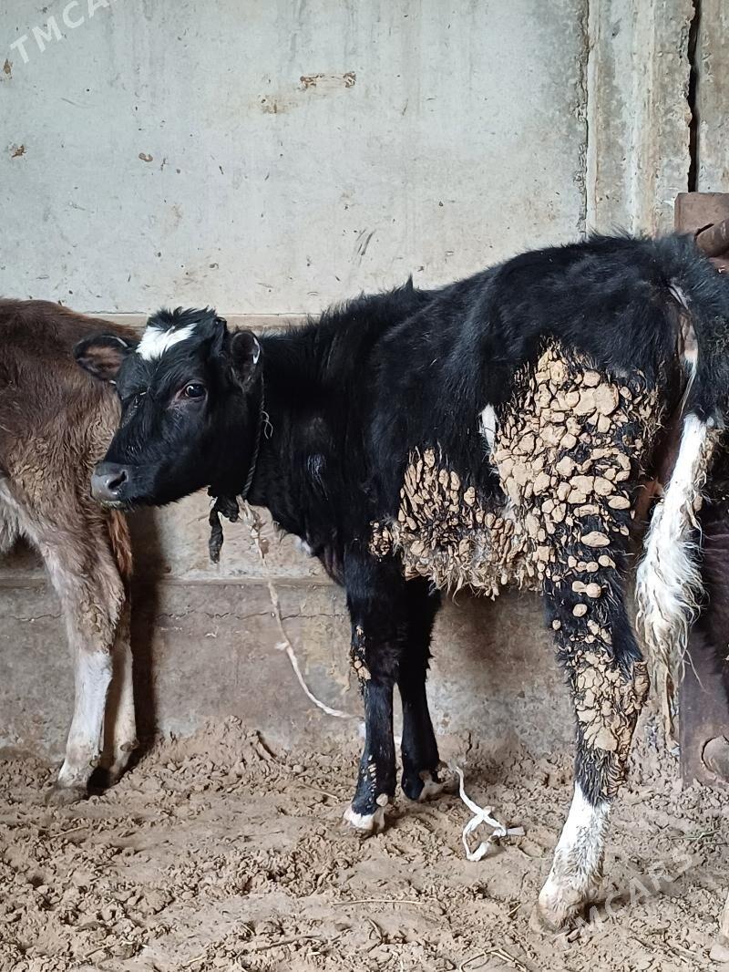 Golisdeyin tuwe okuz - Büzmeýin - img 1