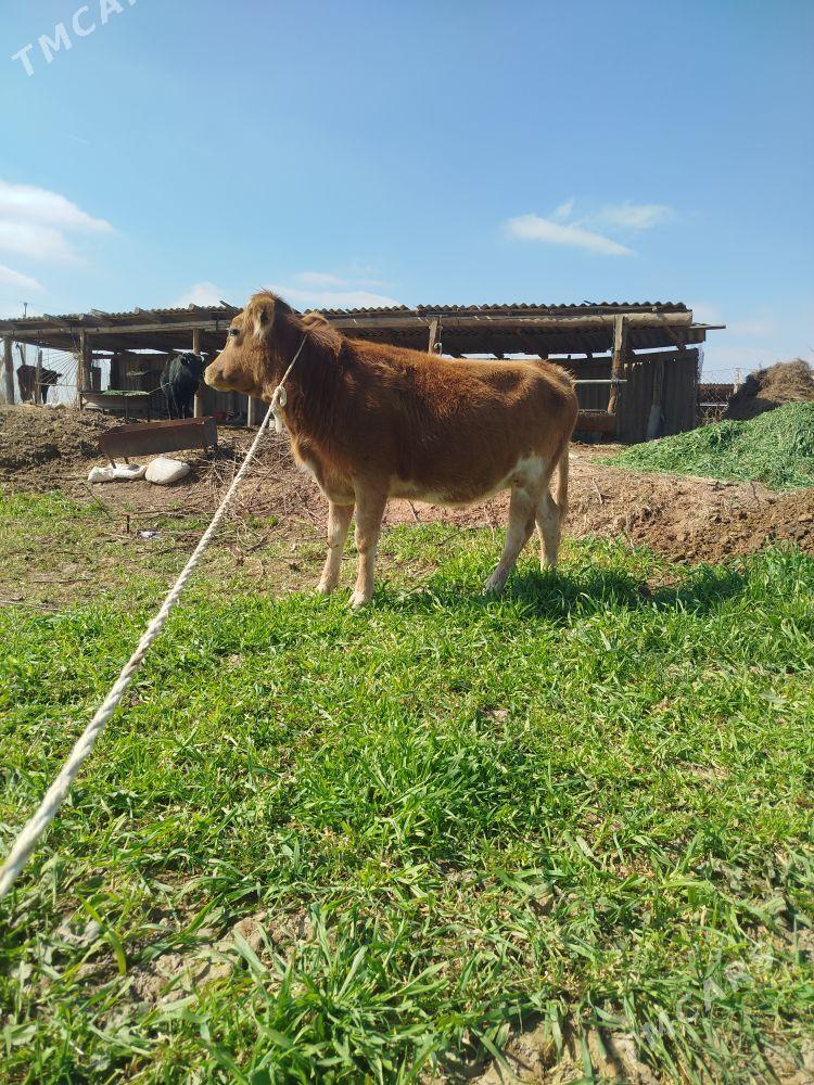 tuwe - Babadaýhan - img 1