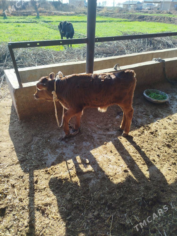 goleli sygyr - Бабадайхан - img 1