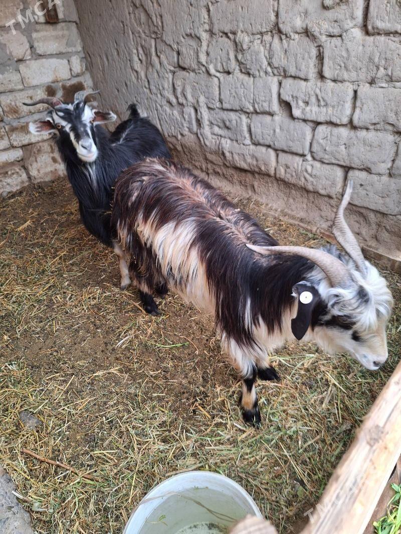 geci - Гёкдепе - img 1