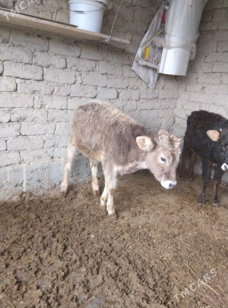 okuz..3.sanak - Бахарден - img 1