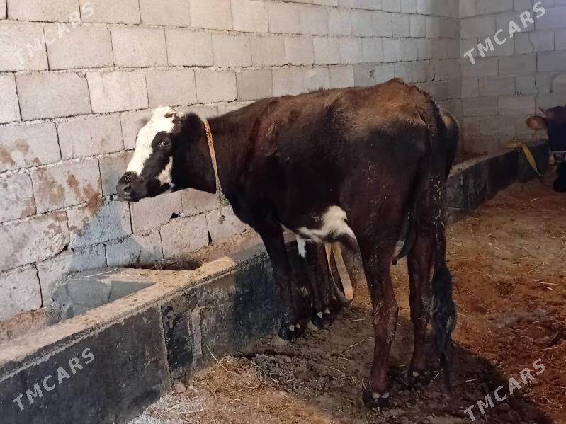 goleli sygyr gibrit - Gökdepe - img 1