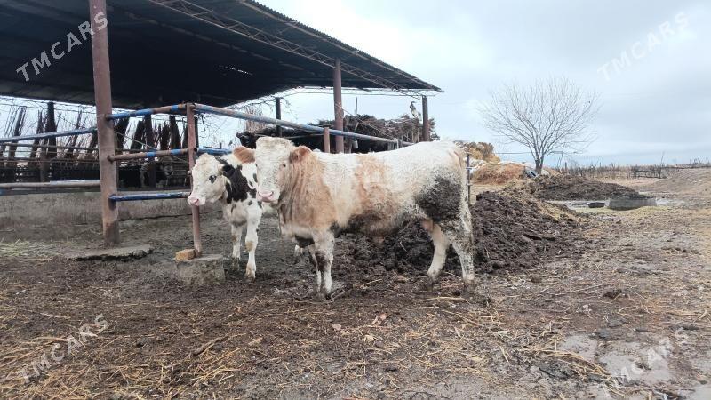 Tatar simental - Garabekewül - img 1