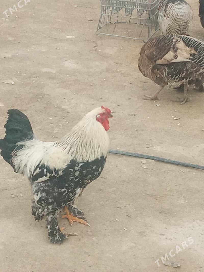 Et Horaz - Яшлык - img 1