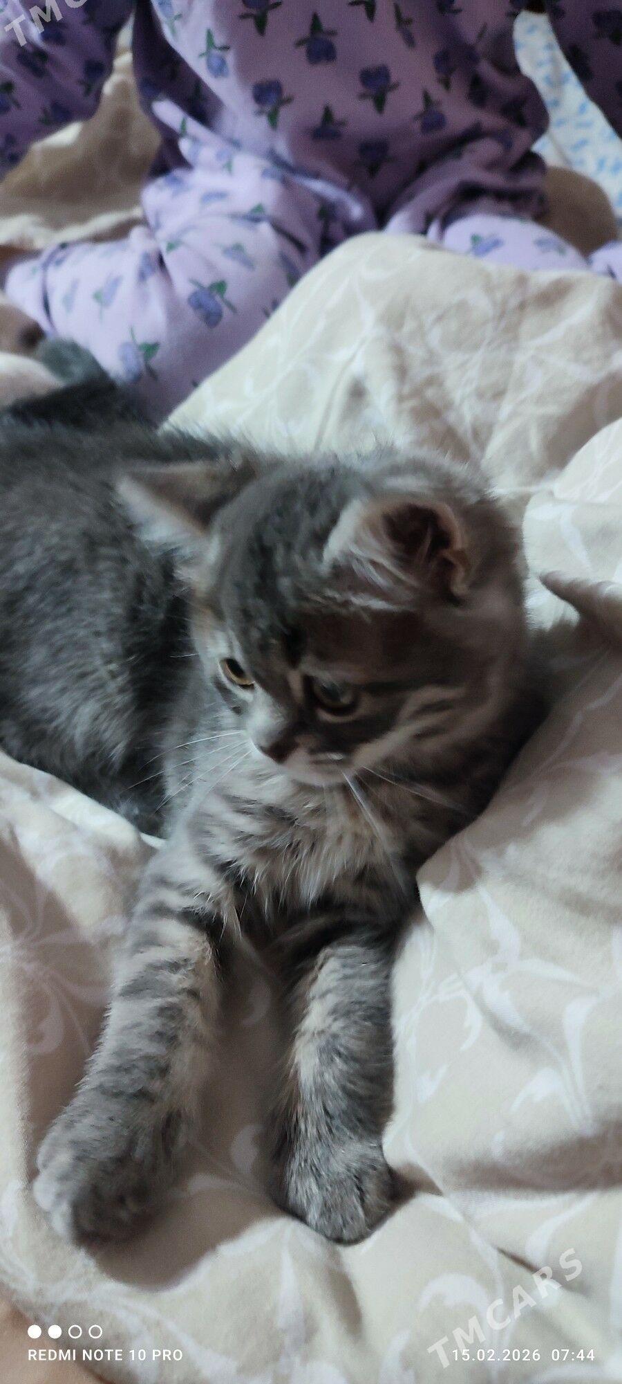 котенок - Туркменабат - img 1