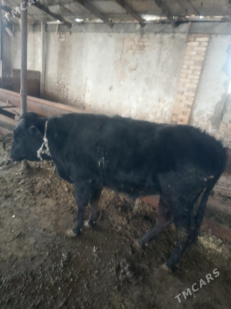 Öküzler - Gyzylarbat - img 1