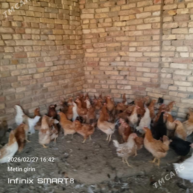 towuk - Mary - img 1