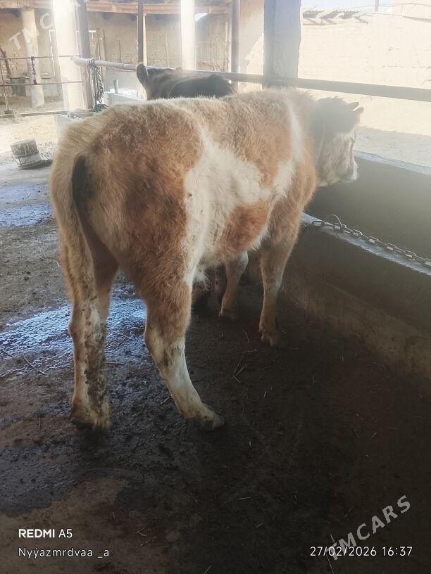 Öküz - Kaka - img 1