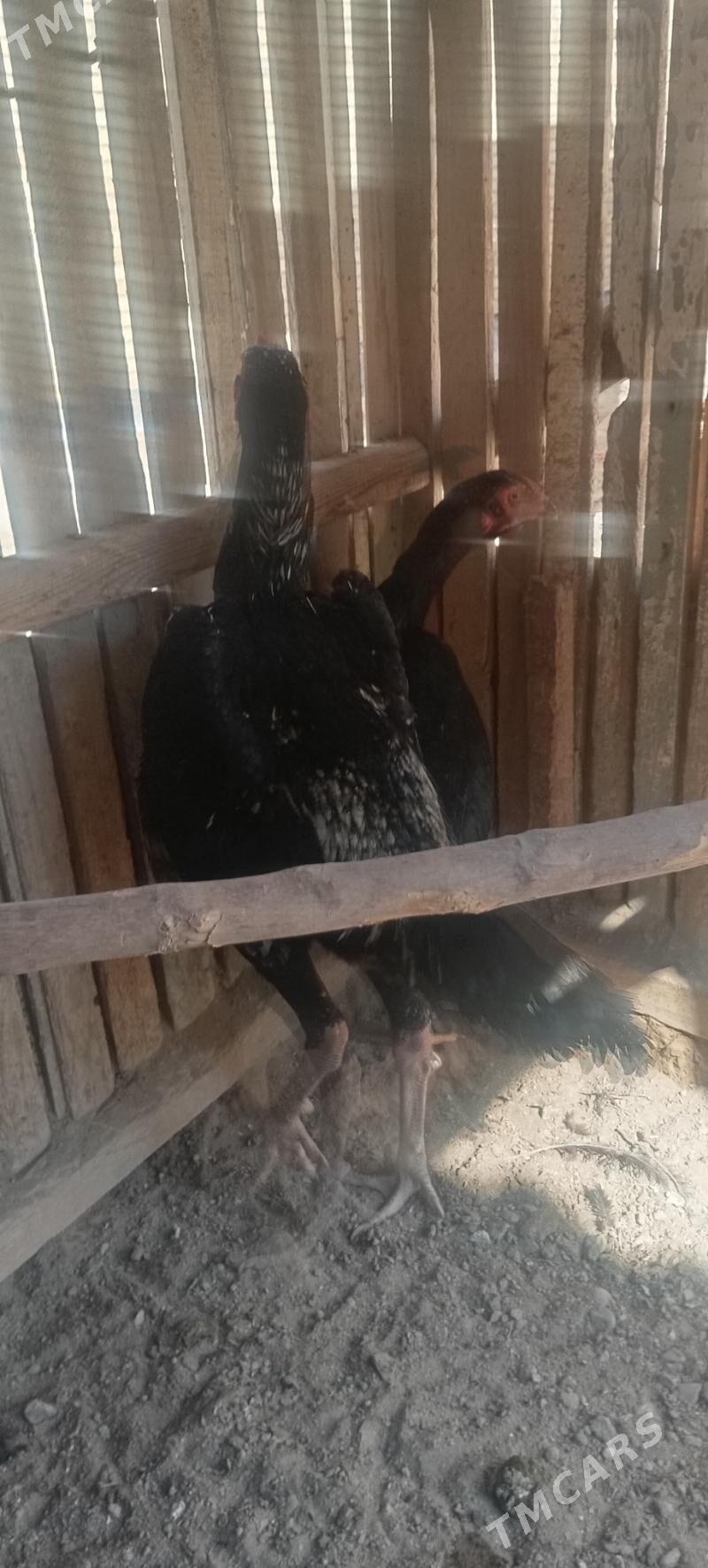 Baysy horaz juje - Сакар - img 1