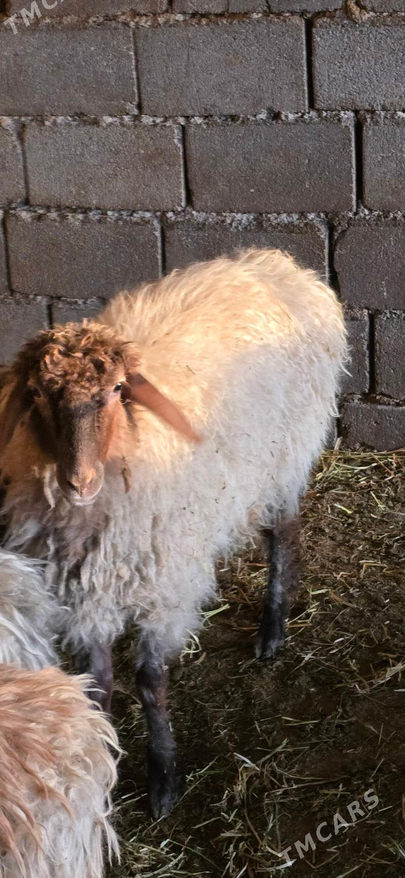 Işşek - Gökdepe - img 1