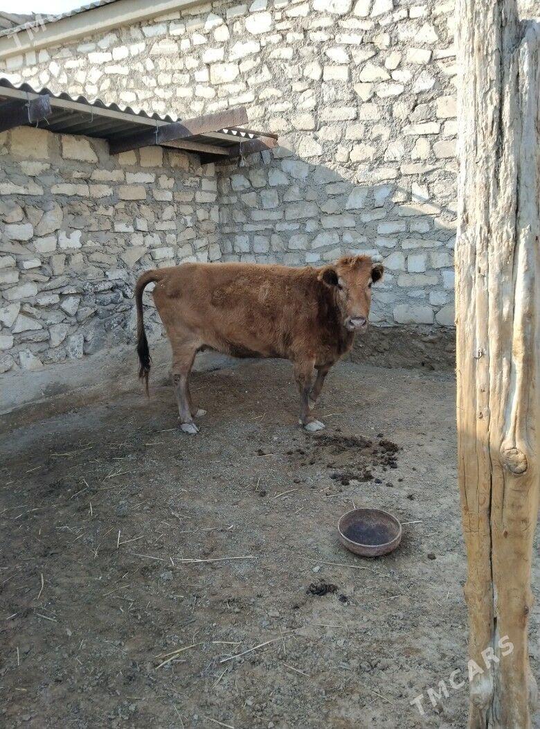 SYGYR - Эсенгулы - img 1