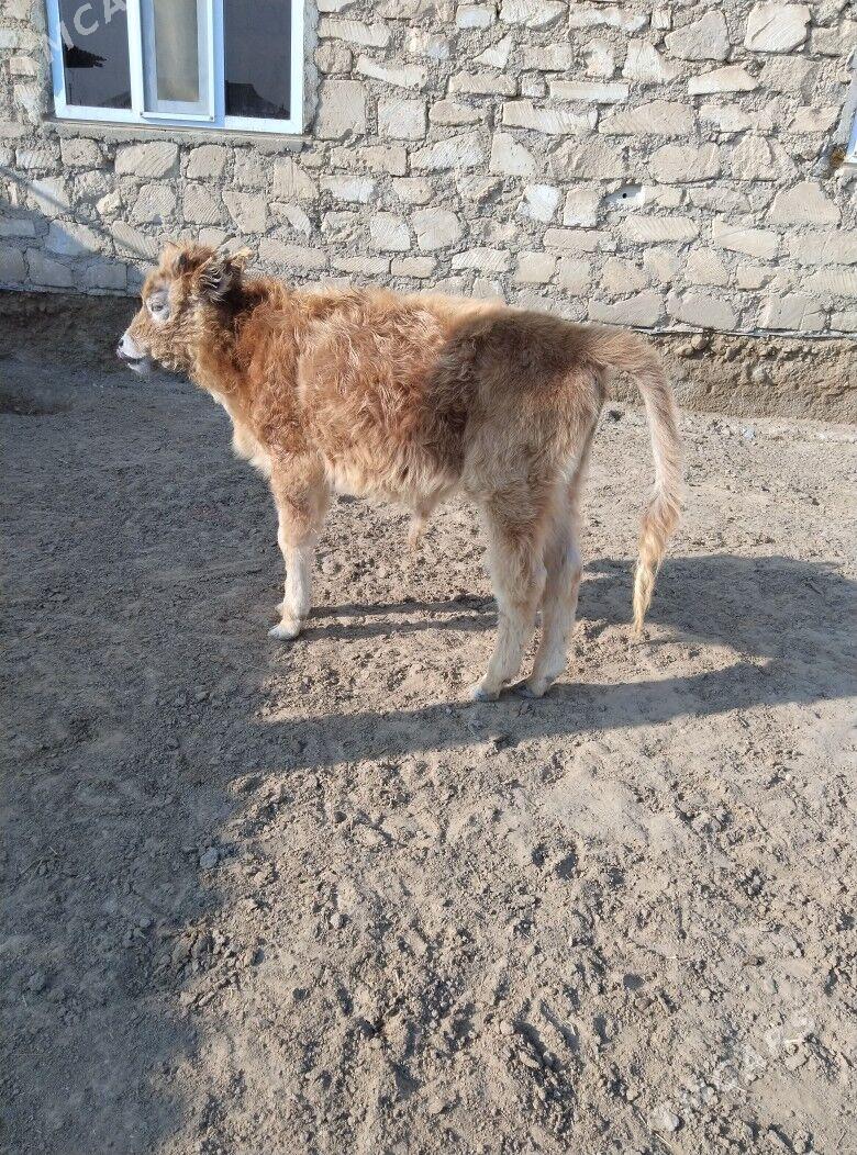 OKUZCE - Esenguly - img 1