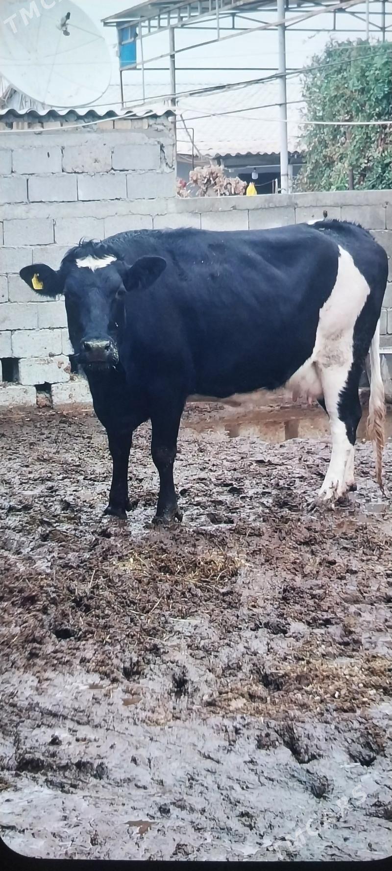 GALISTEYIN SYGYRLAR - Анев - img 1