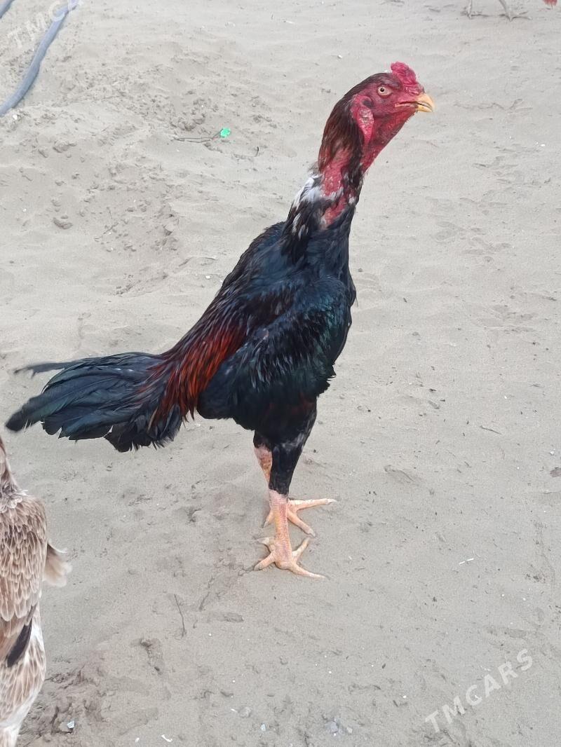 Horaz... - Türkmenabat - img 1