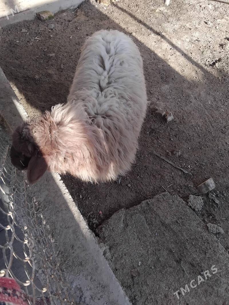 issek - Tejen - img 1