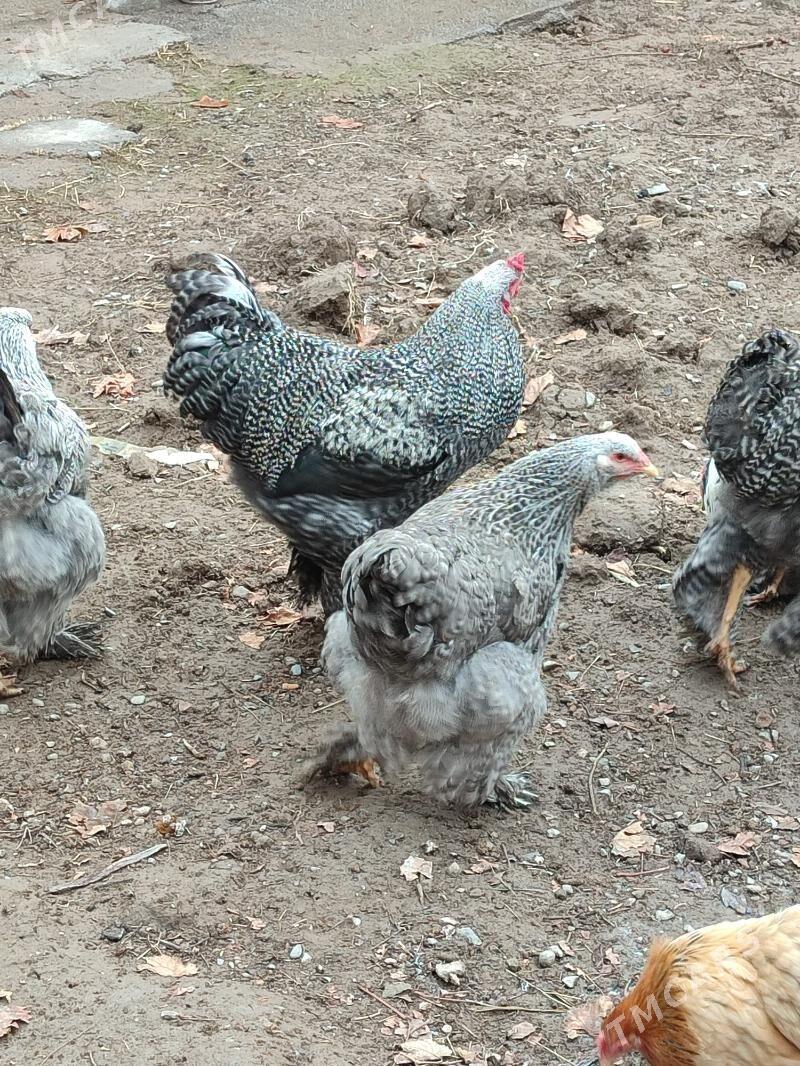 brama - Гарадамак Шор - img 1