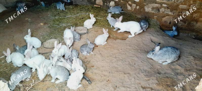 Arassa polwelikan towşanlar - Türkmenbaşy - img 1