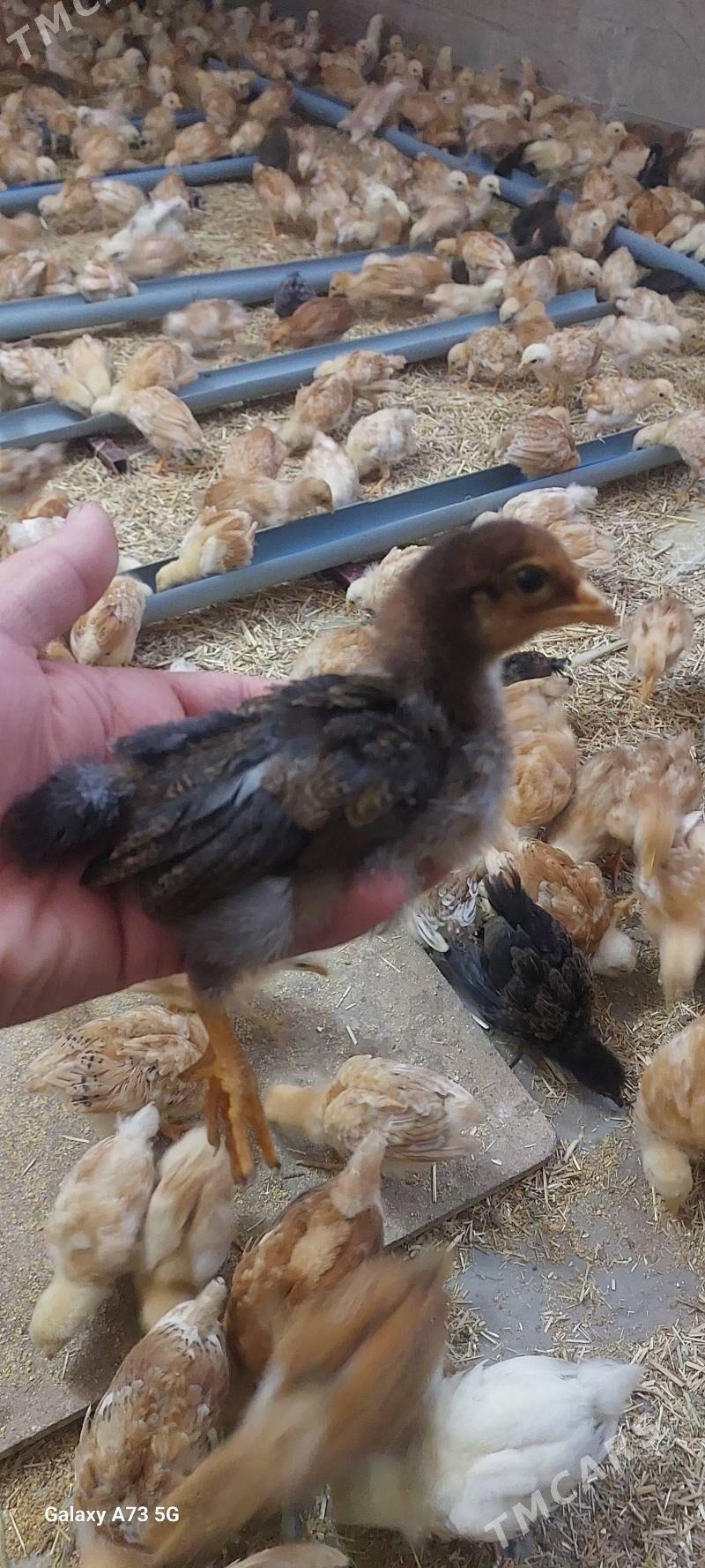 towuk jùje - Görogly (Tagta) - img 1