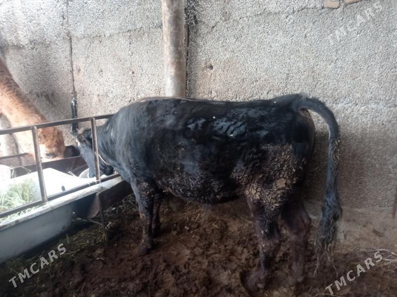 Bakylan öküz - Гуртли - img 1