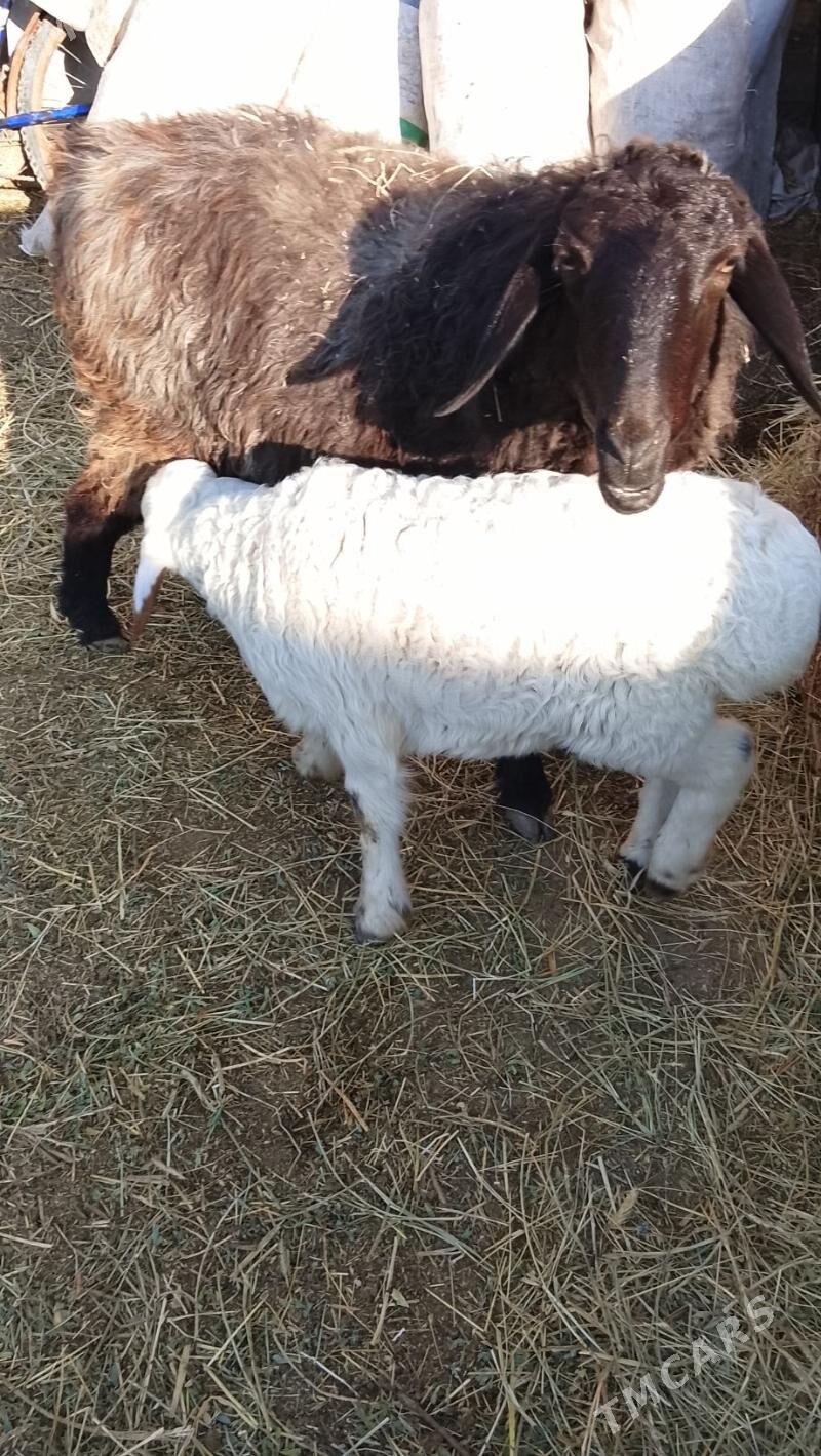 goyunlar guzuly goc koyun - Туркменабат - img 1