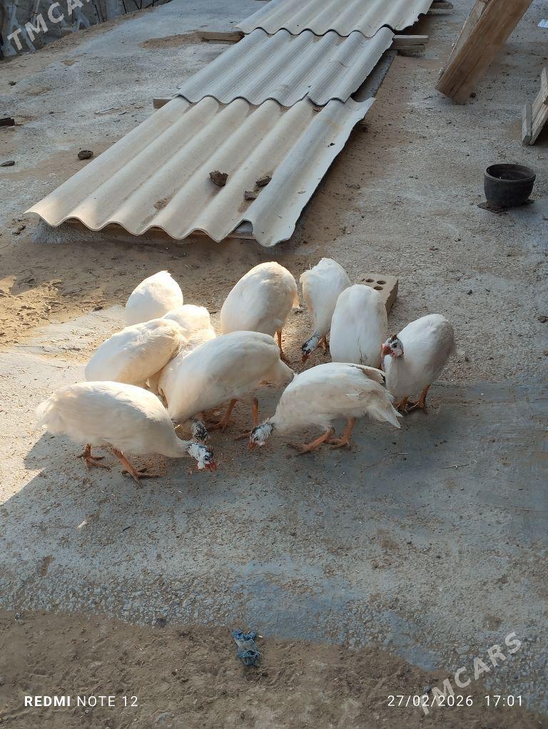 kakilik - Mary - img 1