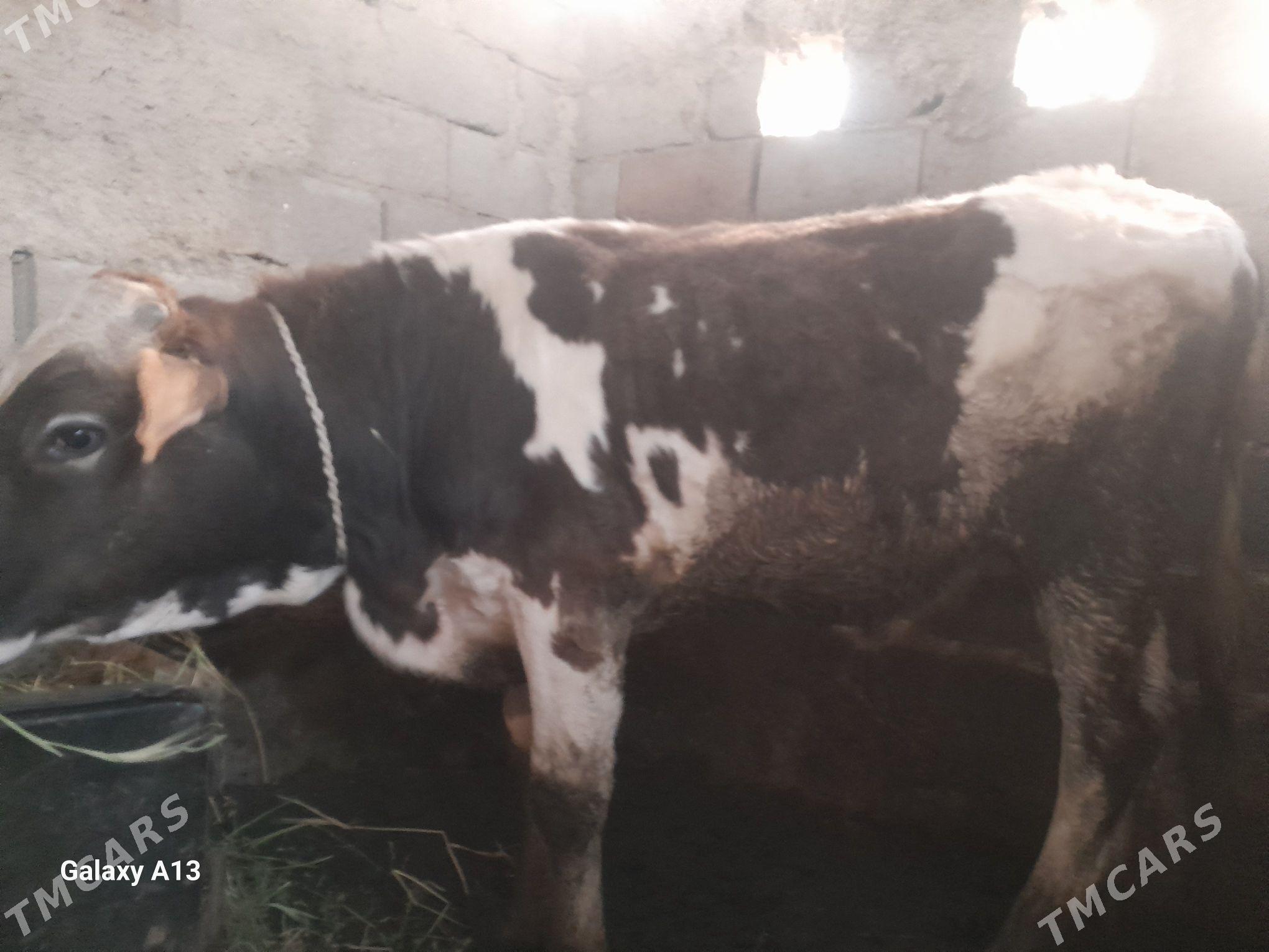 Ala kelek - Гёкдепе - img 1