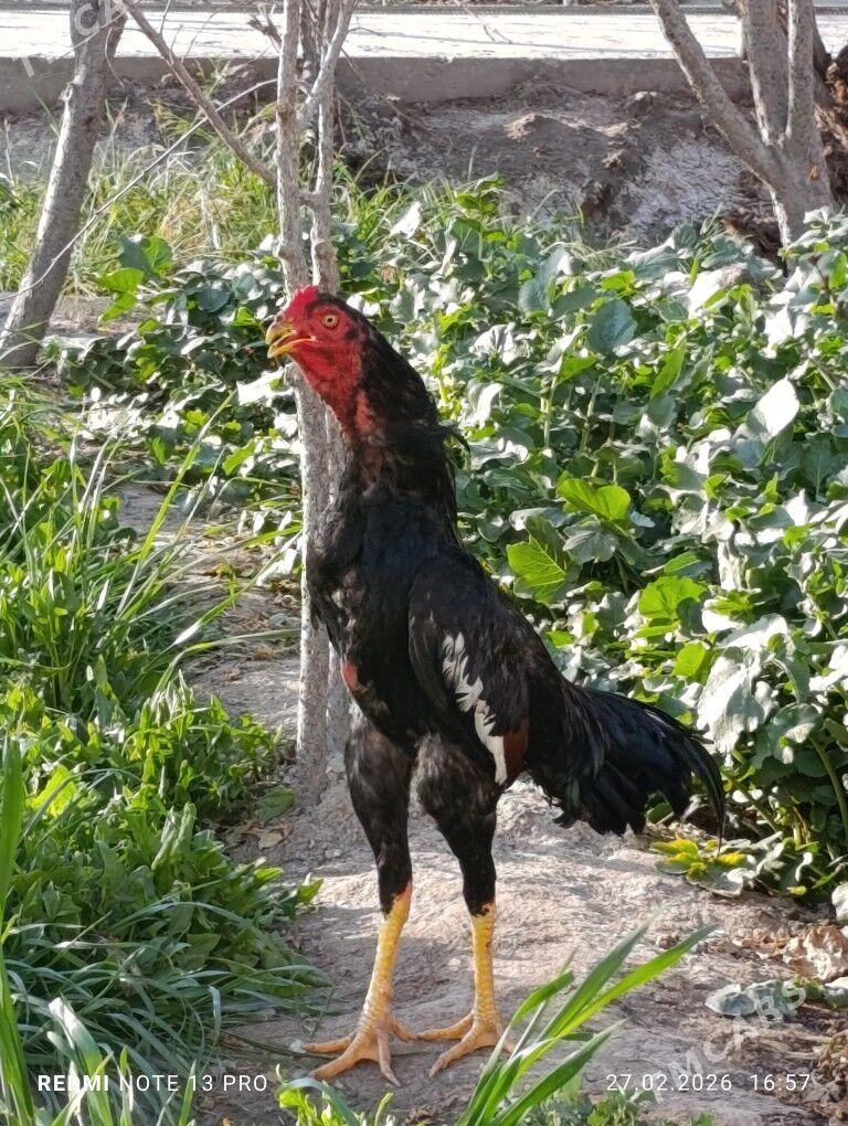 horaz - Çärjew - img 1