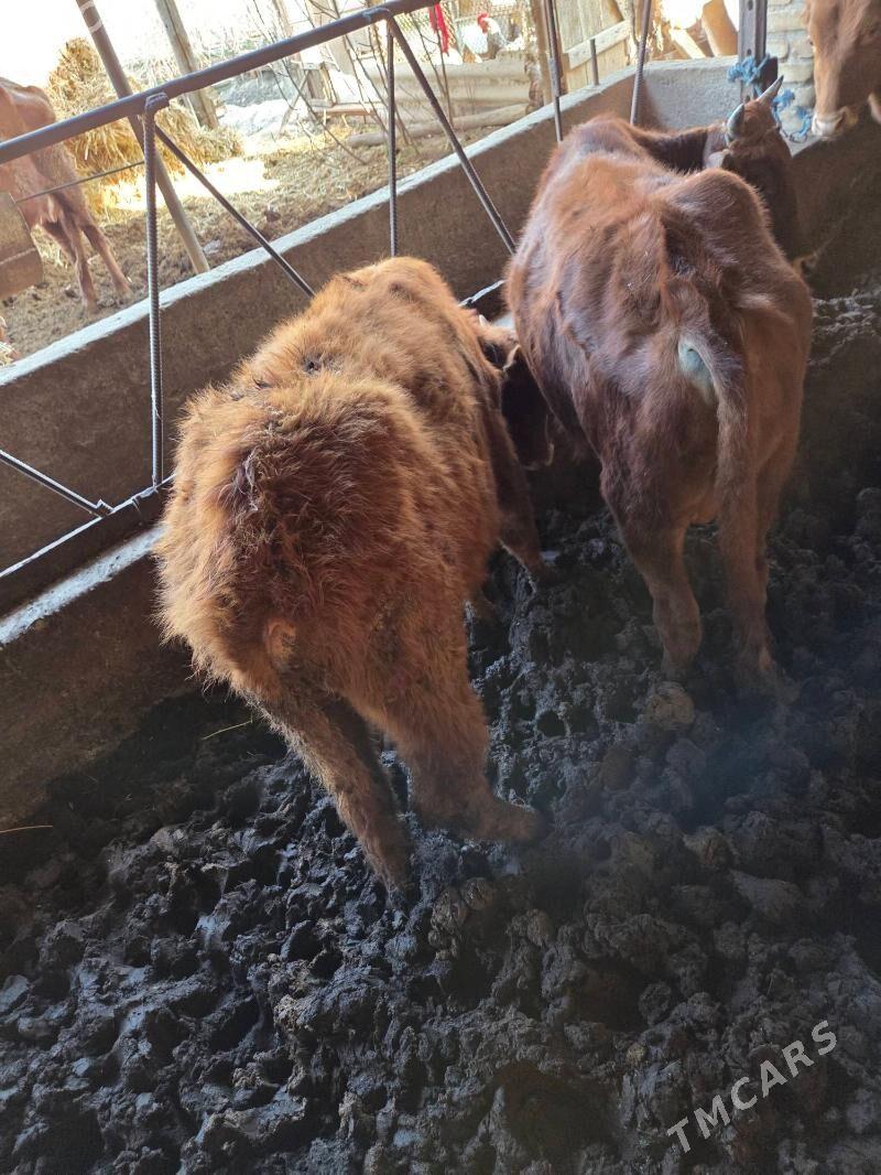 okuzler - Çärjew - img 1