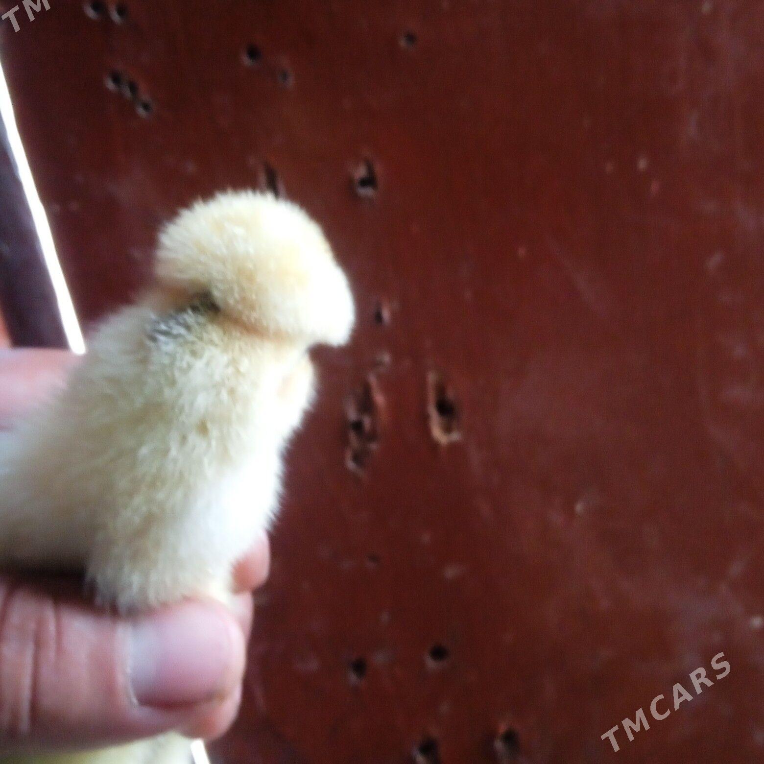 брой жуже - Сакар - img 1