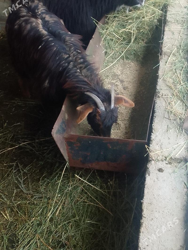 dog geci - Gökdepe - img 1