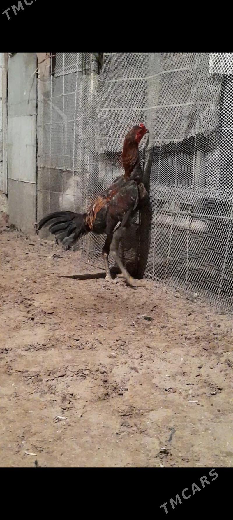 Taskent - Бузмеин - img 1