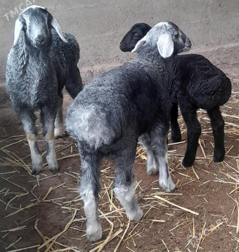 gisar guzyly goyunlar - Багир - img 1