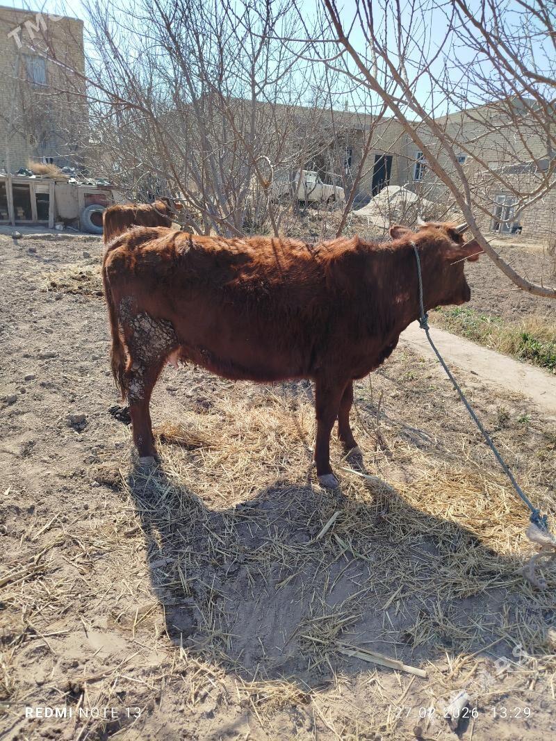 Bogaz - Чарджоу - img 1