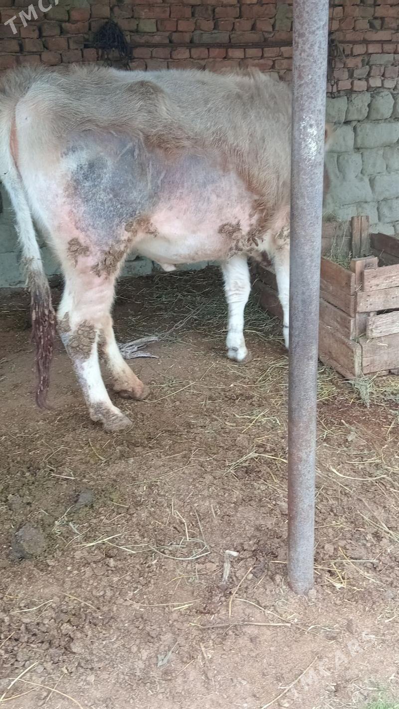 semiz sygyr - Bäherden - img 1