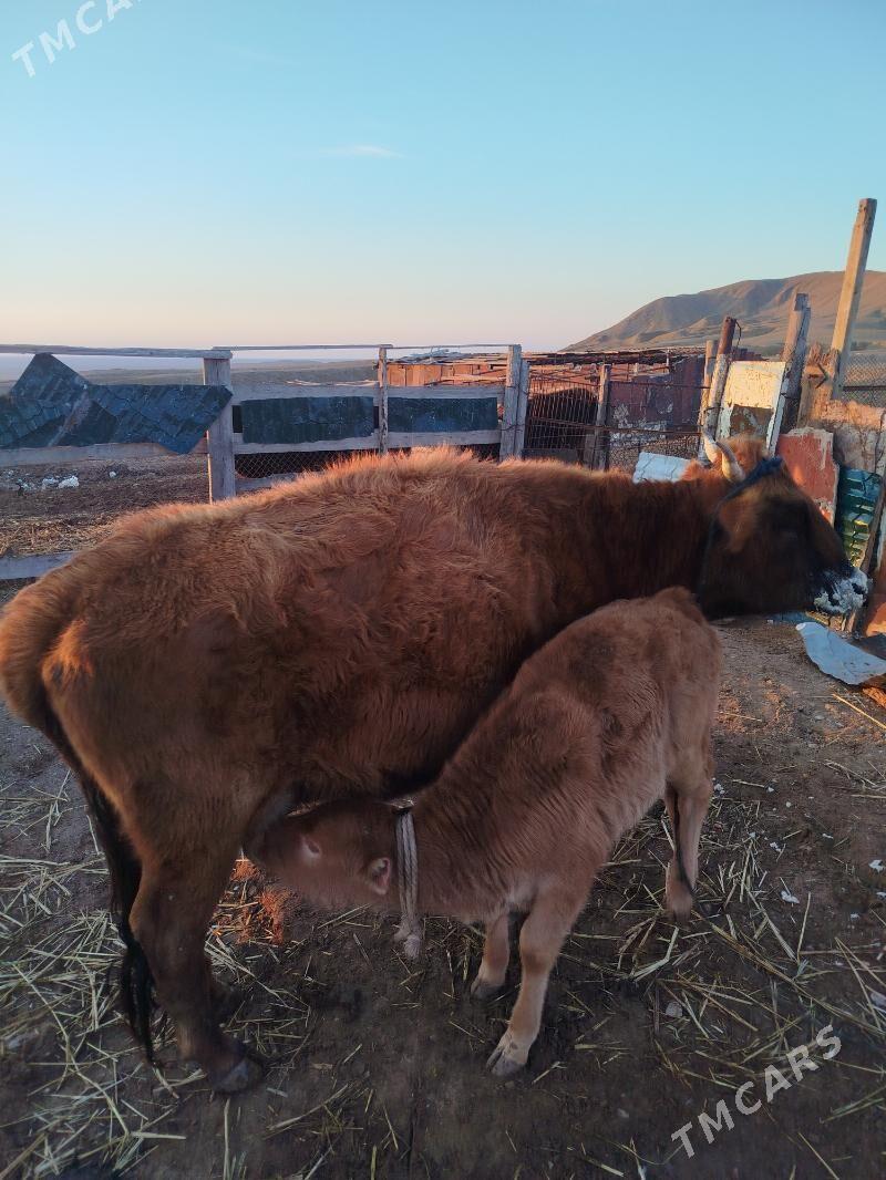 Göleli sygyr - Туркменбаши - img 1