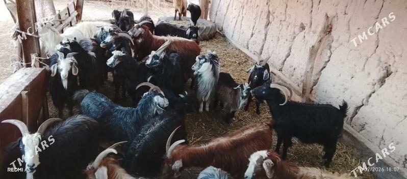 Gecı - Seýdi - img 1