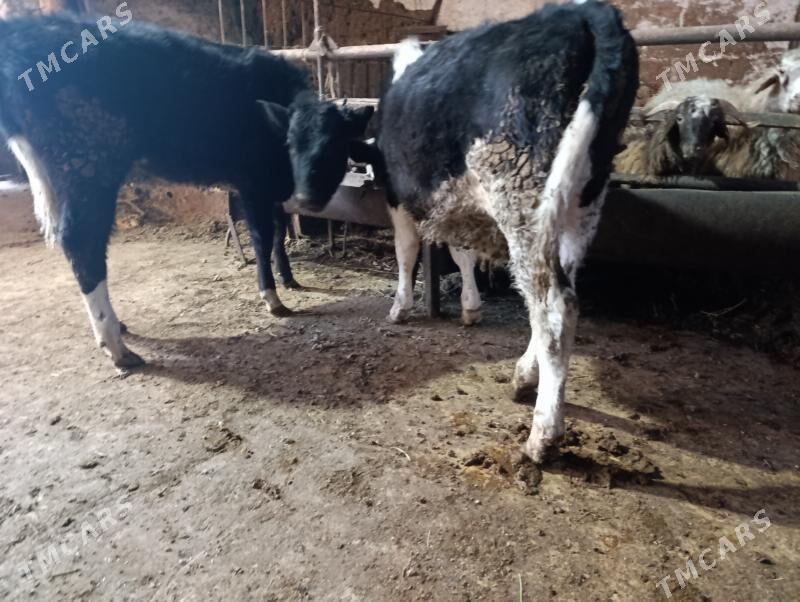 Экизлер - Türkmenabat - img 1