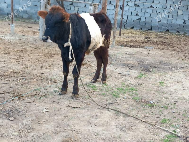 Siwes okuz - Бузмеин - img 1