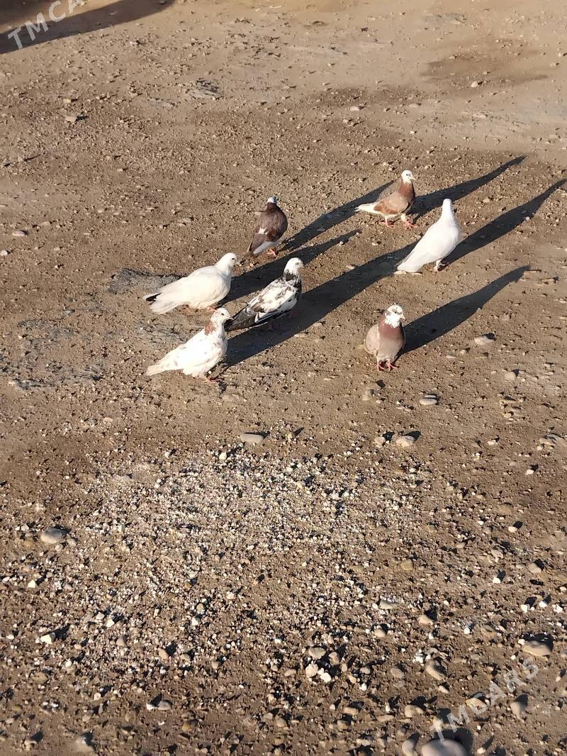 Kepderi - Балканабат - img 1